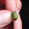 Chlorochroa juniperina